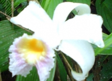 Imagen Flora - Cascada de Plomovado